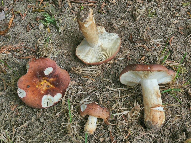 P1140011 RussulaXerampelina cc crp mont2